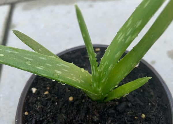 Aloe vera, Aloe barbadensis, 4-inch pot