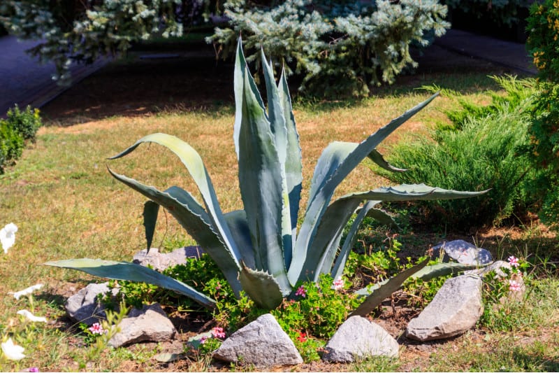 Agave tequilana azul