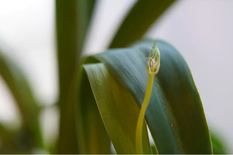 Albuca bracteata plant