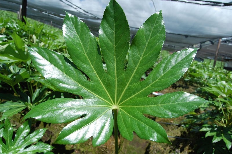 Fatsia Japonica Plant 