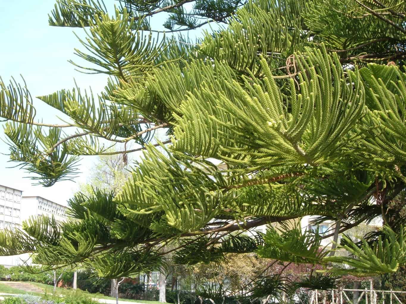 norfolk pine tree