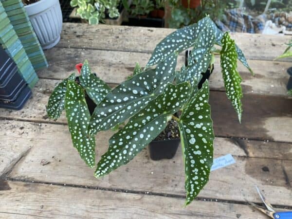 Begonia Cane My Special or My Favorite Angel Polka Dot 2.5″ Tall Pot Starter Plant