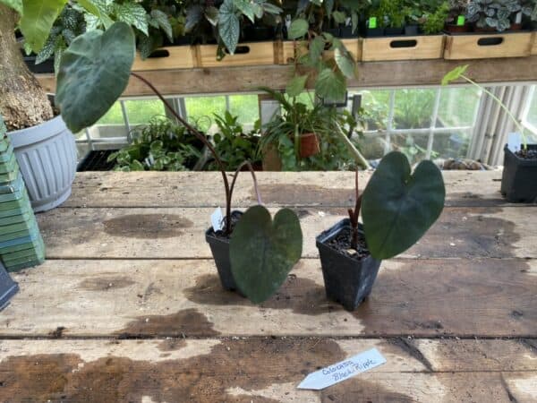 Colocasia or Elephant Ear Black Ripple 2.5 Tall Pot Live Starter Plant