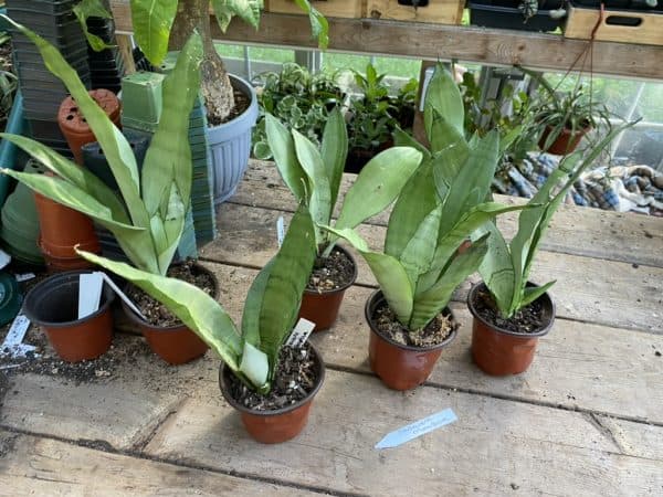 Sansevieria or Snake Plant Moonshine 3” Pot Live Plant, Plantly