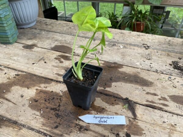 Syngonium Gold Allusion or Arrowhead Plant 2.5 Inch Tall Pot Starter Plant
