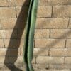 Peruvian Apple Cactus Cutting 43”