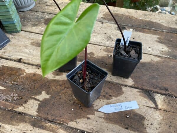 Alocasia or Elephant Ear Black Stem 2.5 Tall Pot Live Starter Plant, Plantly