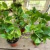 Pothos or Devil's Ivy Global Green 3 Pot Live Plant