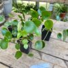 Peperomia Rain Drop 2.5 Inch pot Live Plant