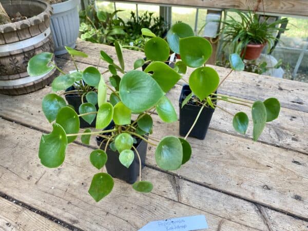 Peperomia Rain Drop 2.5 Inch pot Live Plant