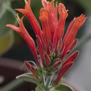 Hummingbird Plant