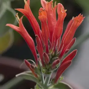 Hummingbird Plant