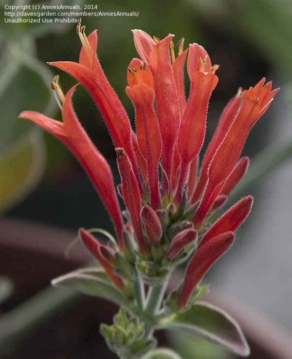 Hummingbird plant / Firecracker plant (Dicliptera suberecta)