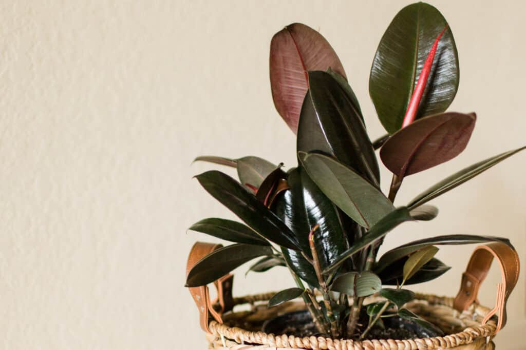 Philodendron Toxic to Cats? What You Need to Know Plantly
