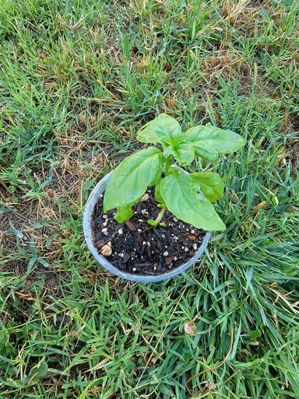 Live Basil Plant, Plantly