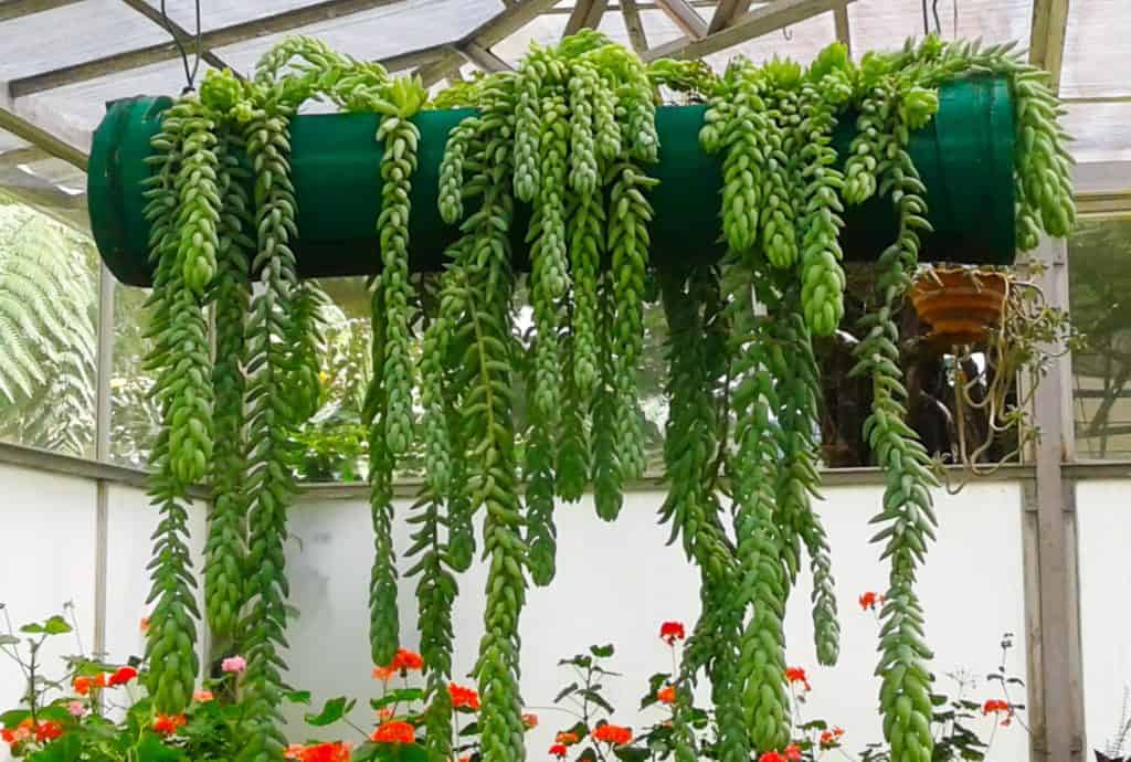 7 Ways Of Hanging Plants From A Ceiling Without Drilling