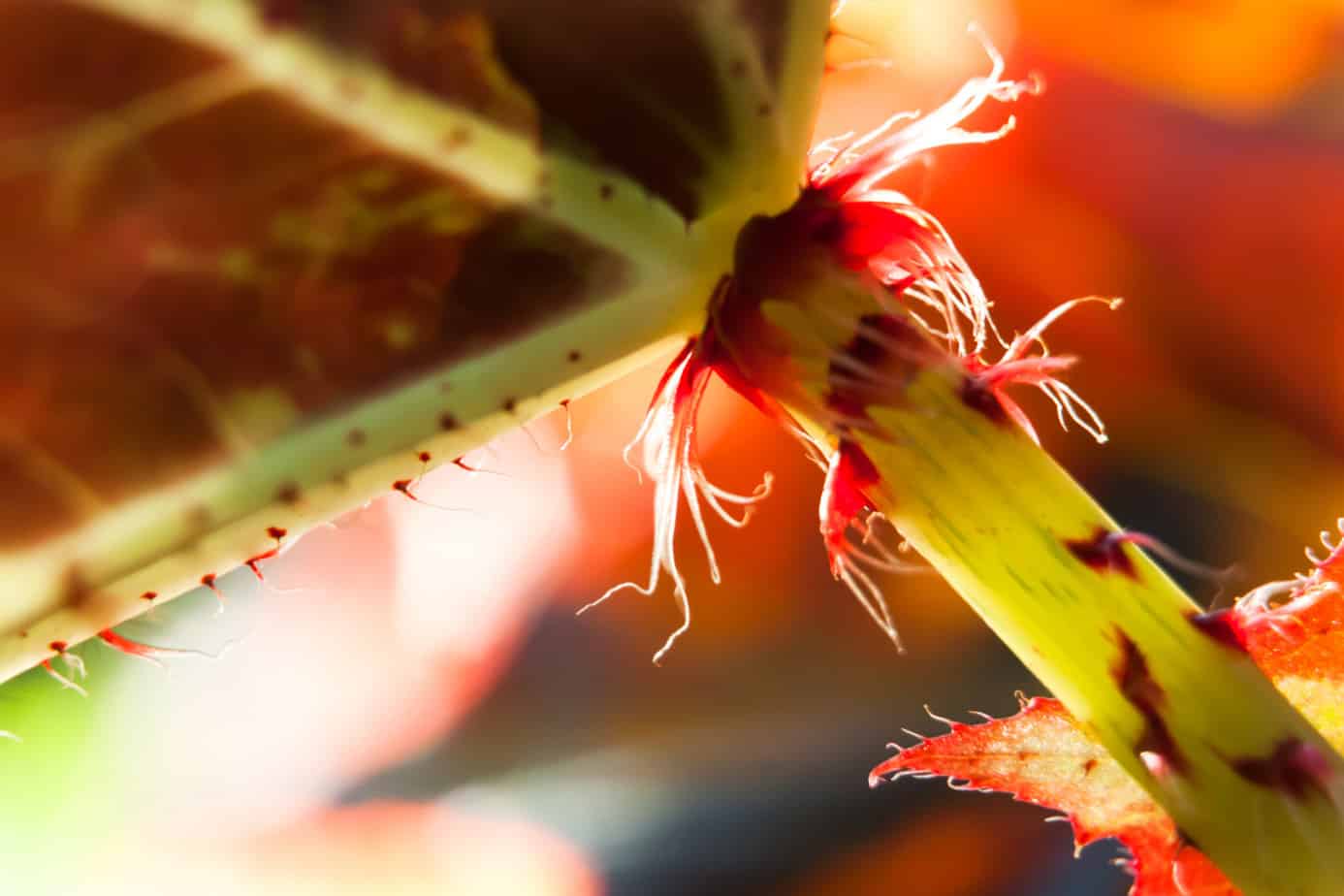 begonia stem cutting