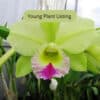 Blc. Dewey Forest ‘Kudos’, Cattleya Hybrid Orchid