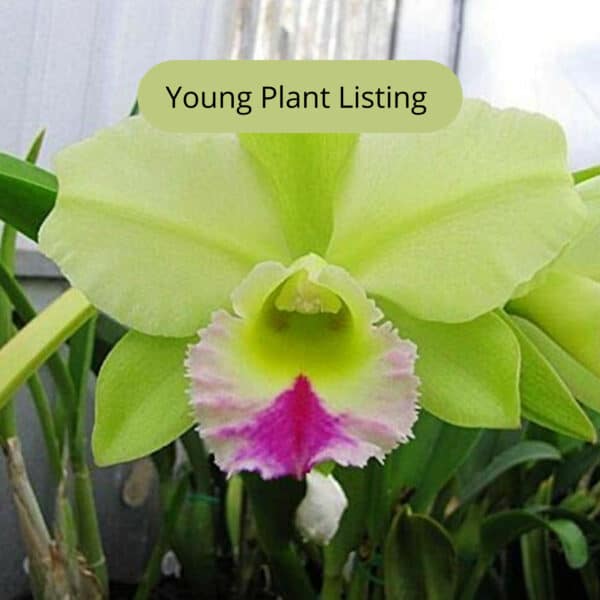 Blc. Dewey Forest ‘Kudos’, Cattleya Hybrid Orchid