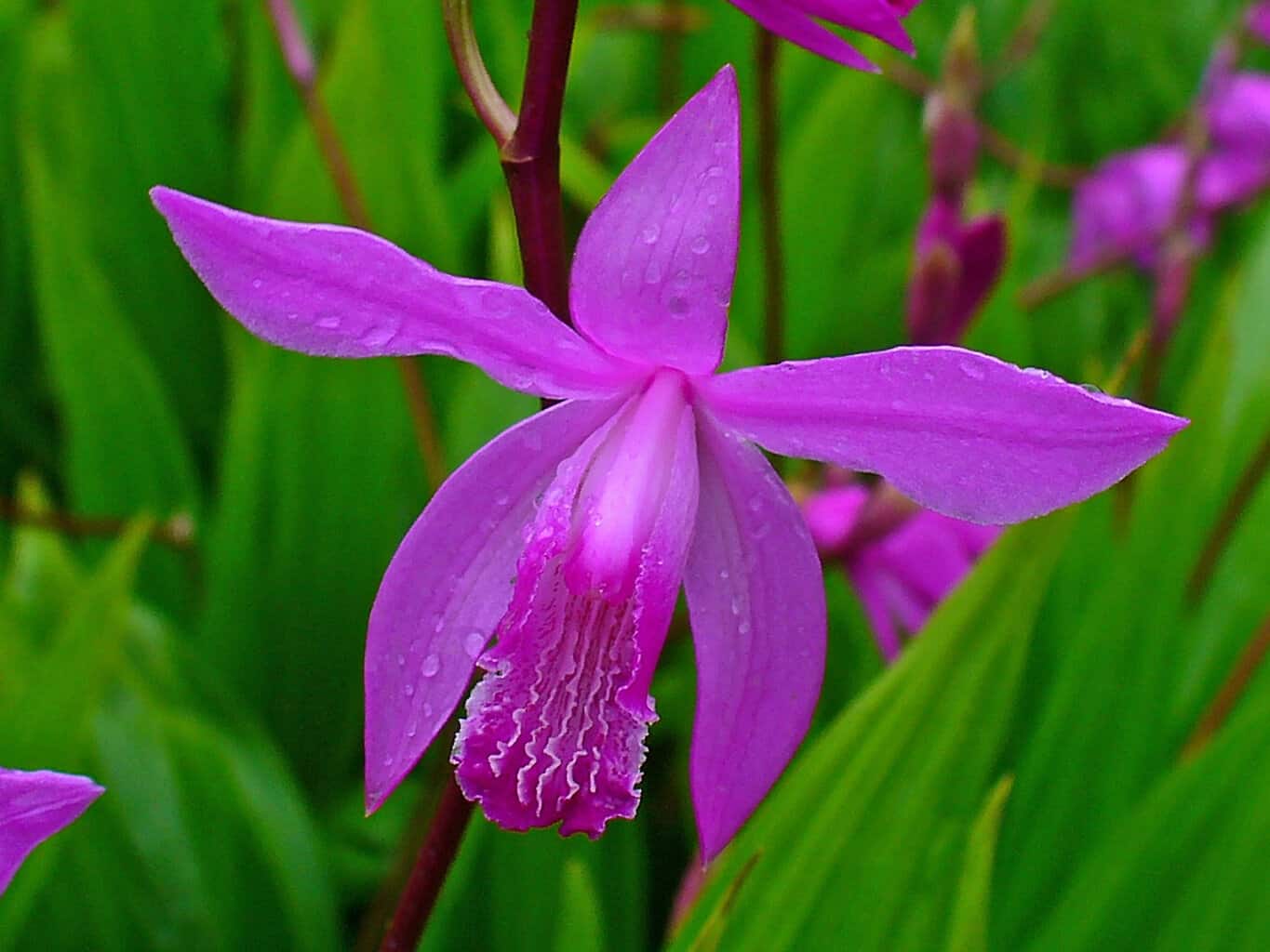 chinese ground orchid