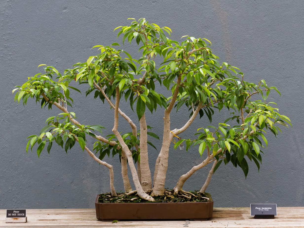 Bonsai Ficus benjamina