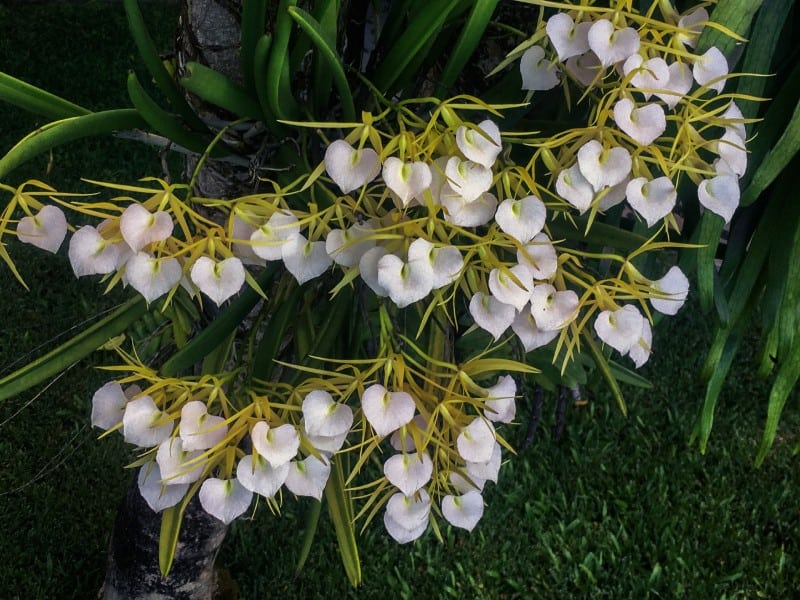 brassavola orchid
