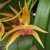 Rare Bulbophyllum Frank Smith Comes in 2" Pot