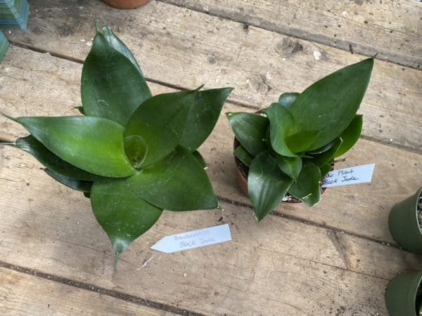 Sansevieria or Snake Plant Black Jade Larger 4” Pot Live Plant