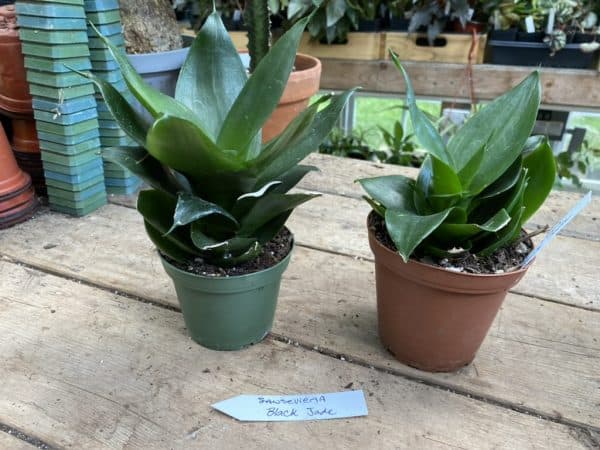Sansevieria or Snake Plant Black Jade Larger 4” Pot Live Plant