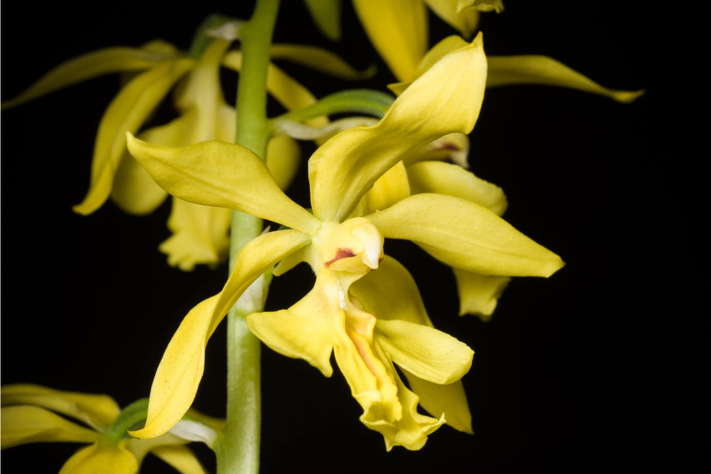 Calanthe sieboldii