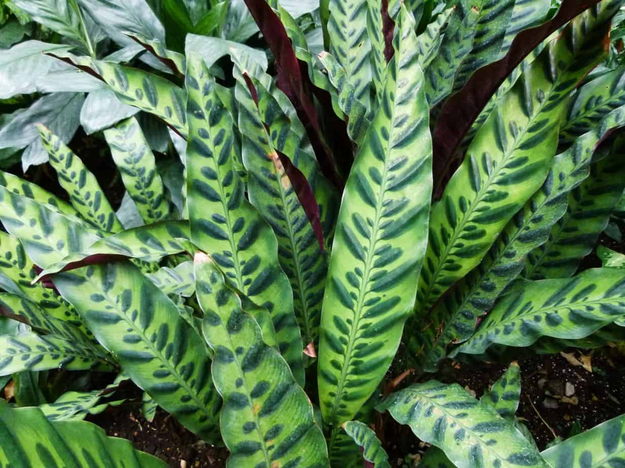 Calathea Musaica Plant Care Plantly