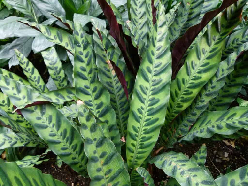 rattlesnake calathea plant