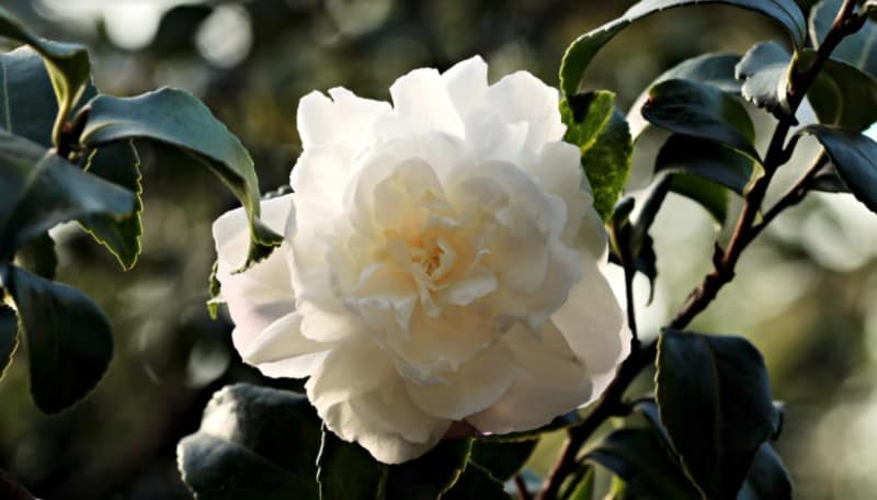 Camellia 'Polar Ice'