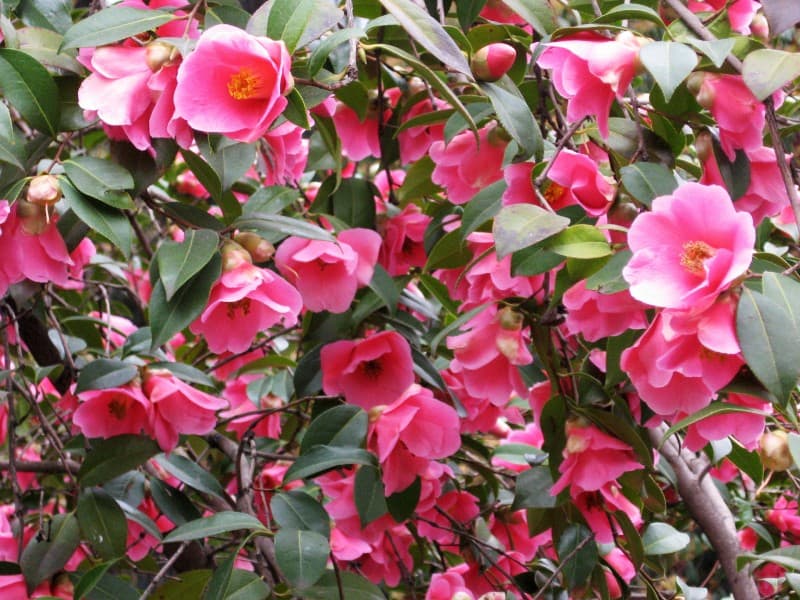 Camellia x williamsii