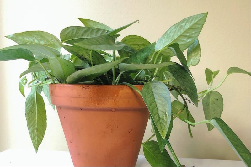 Cebu Blue Pothos @lyndsays.plants