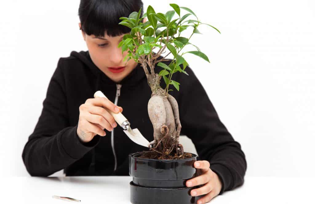 How To Revive A Bonsai Tree? A Stepbystep Guide Plantly