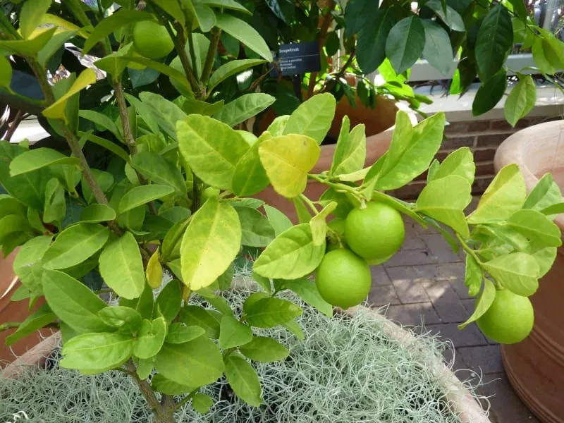 Lime Tree Care Growing | Plantly