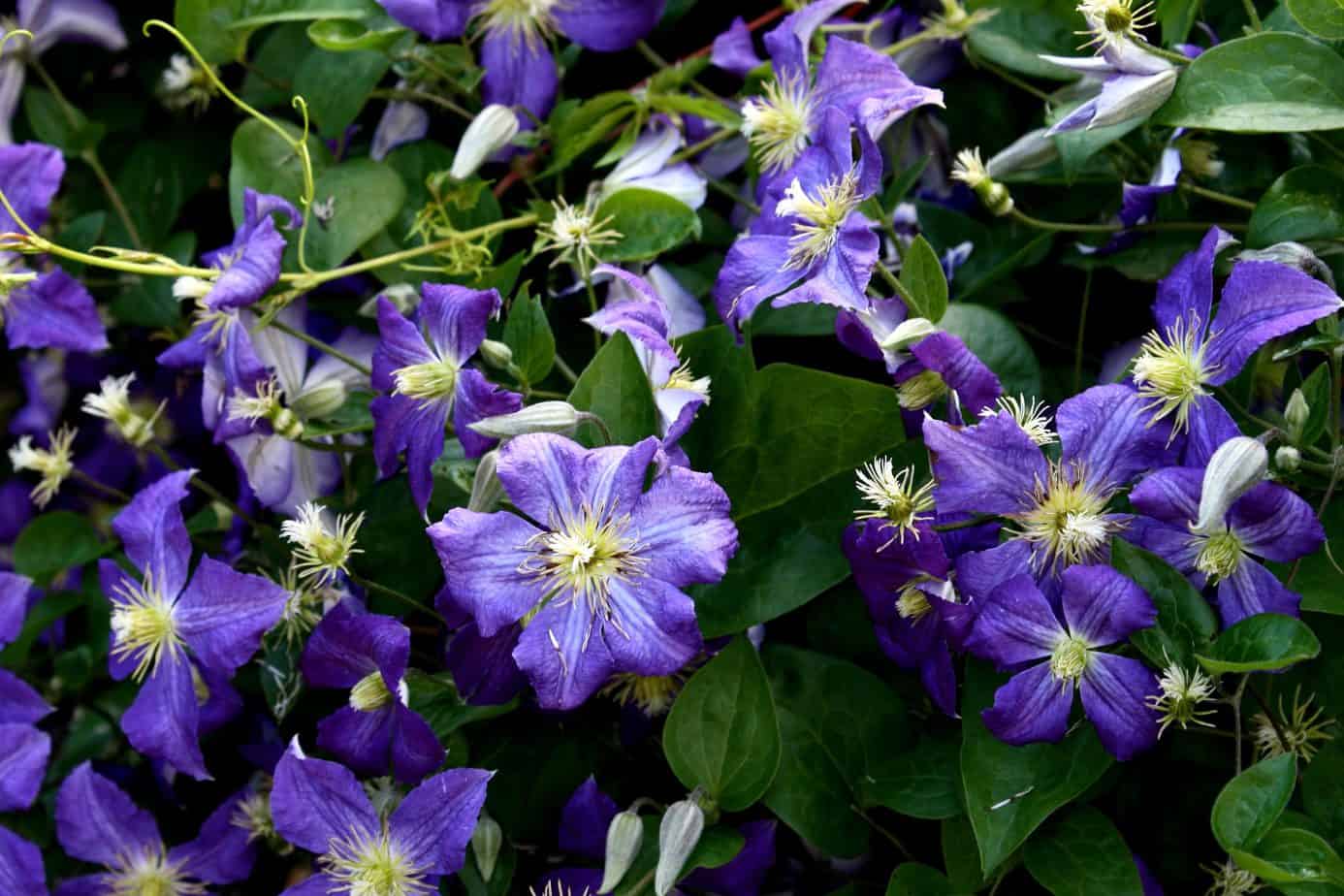 Clematis stand by me