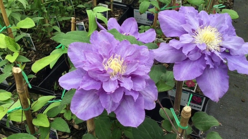 Clematis ‘Vyvyan Pennell’