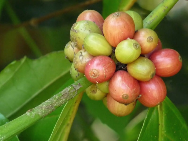 Coffea canephora 