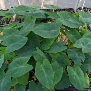 Colocasia - Jack's Giant - Starter Plant