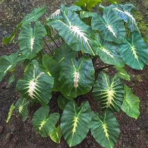 Colocasia - White Lava - Starter Plant