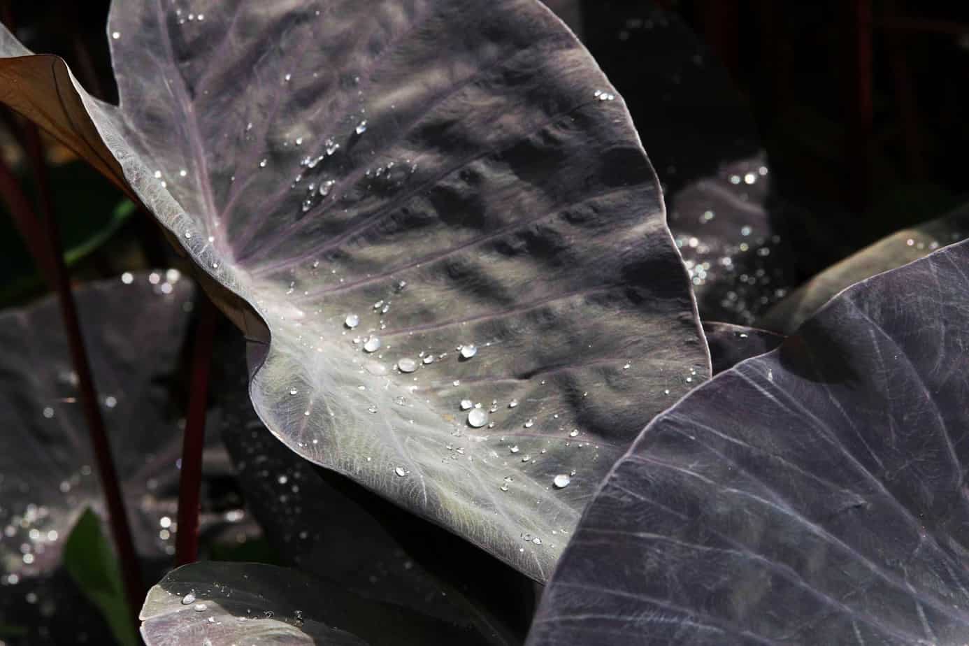 Colocasia esculenta 'Black Magic'