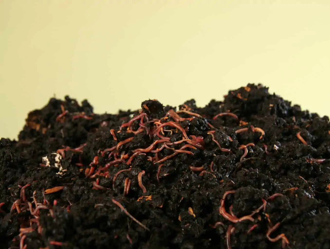 compost with earthworms