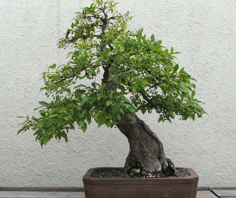crabapple bonsai tree