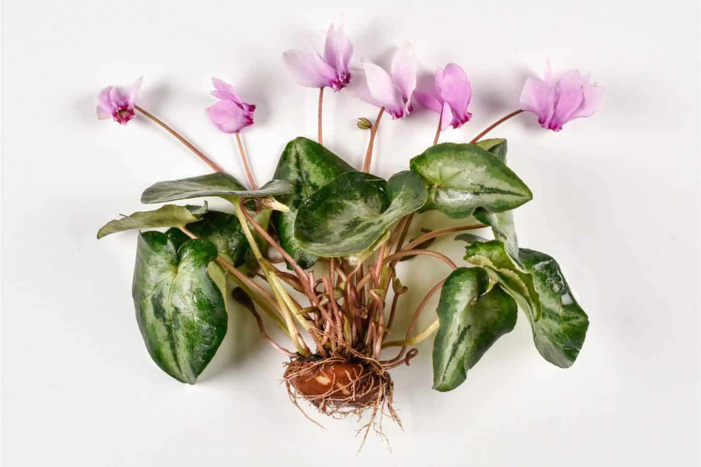 Perfect Tips to Grow and Care For Cyclamen Plant Plantly