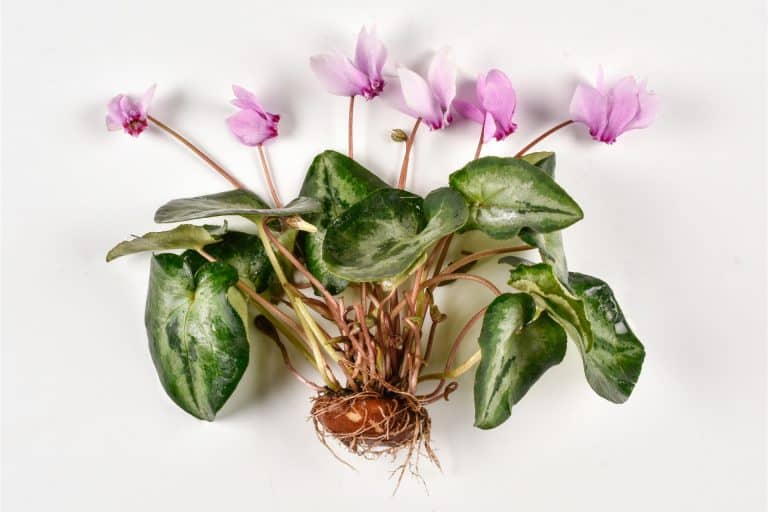 Perfect Tips to Grow and Care For Cyclamen Plant Plantly