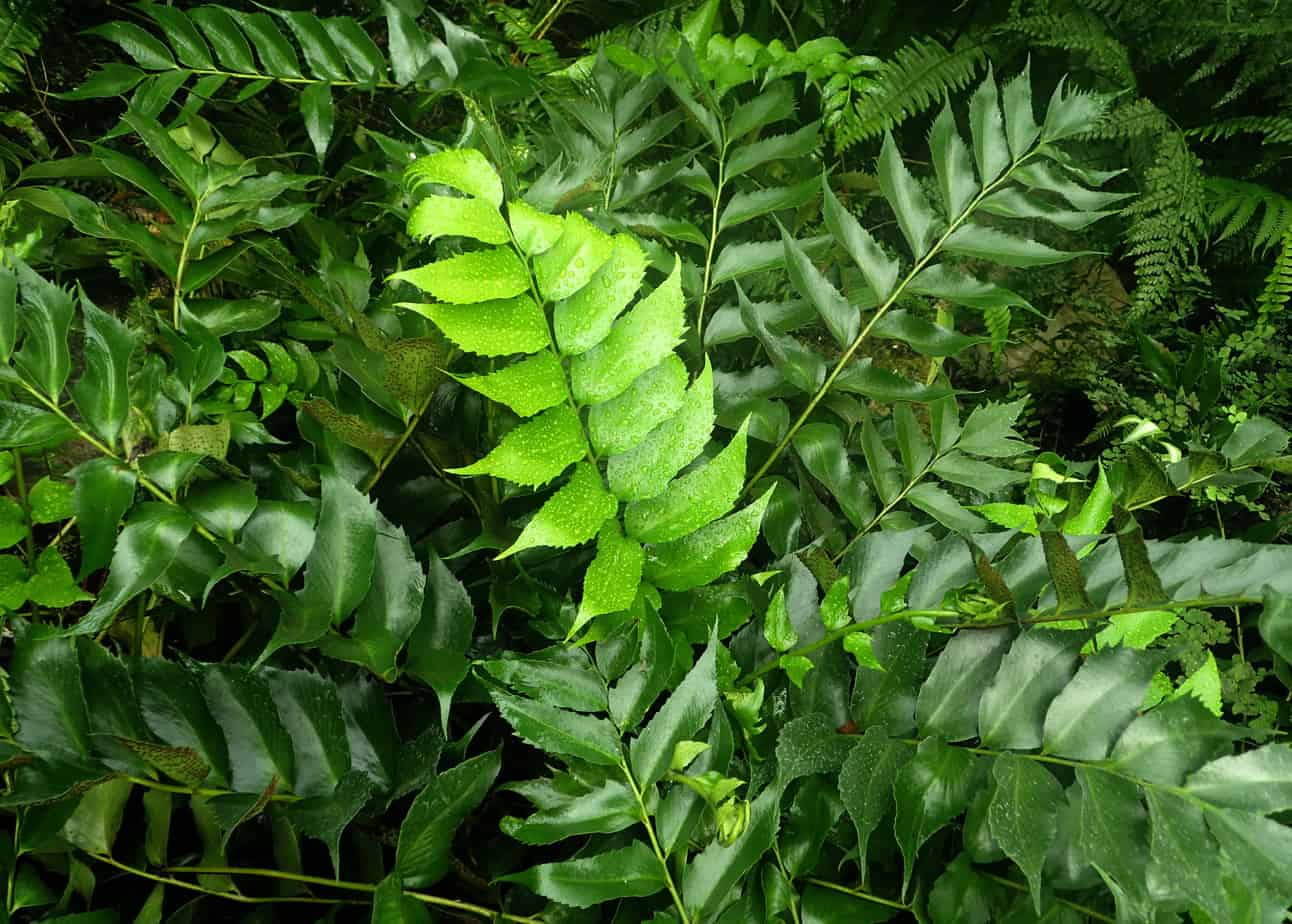 Holly Fern Plant Care