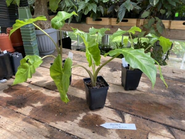Alocasia Or Elephant Ear Low Rider 2.5 Tall Pot Live Starter Plant, Plantly