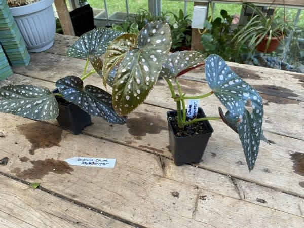 Begonia Cane Harmony’s Messenger Polka Dot Begonia Plant 2.5″ Tall Pot